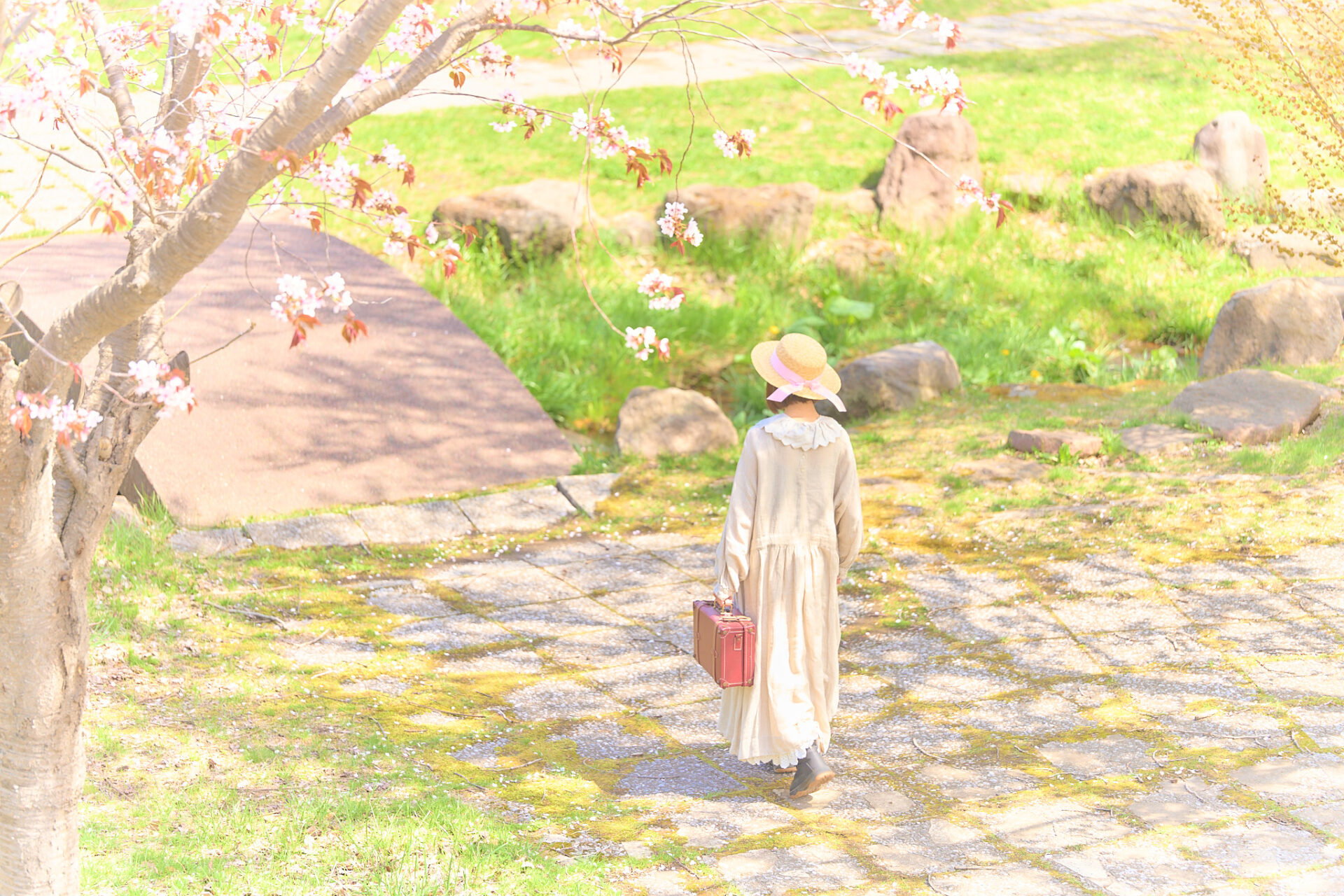 2026-05-12 八木さん桜撮影 01
