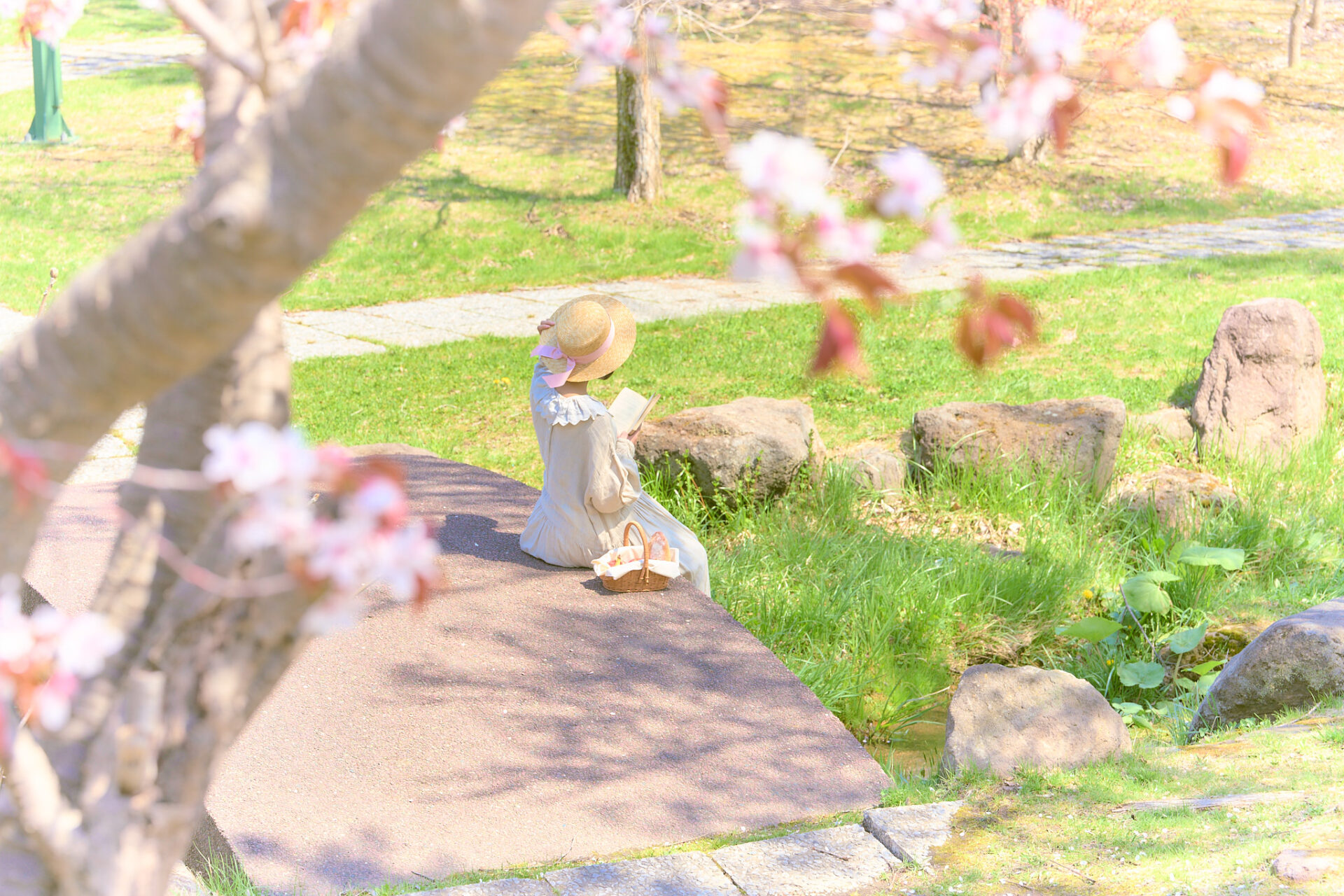 2026-05-12 八木さん桜撮影 13