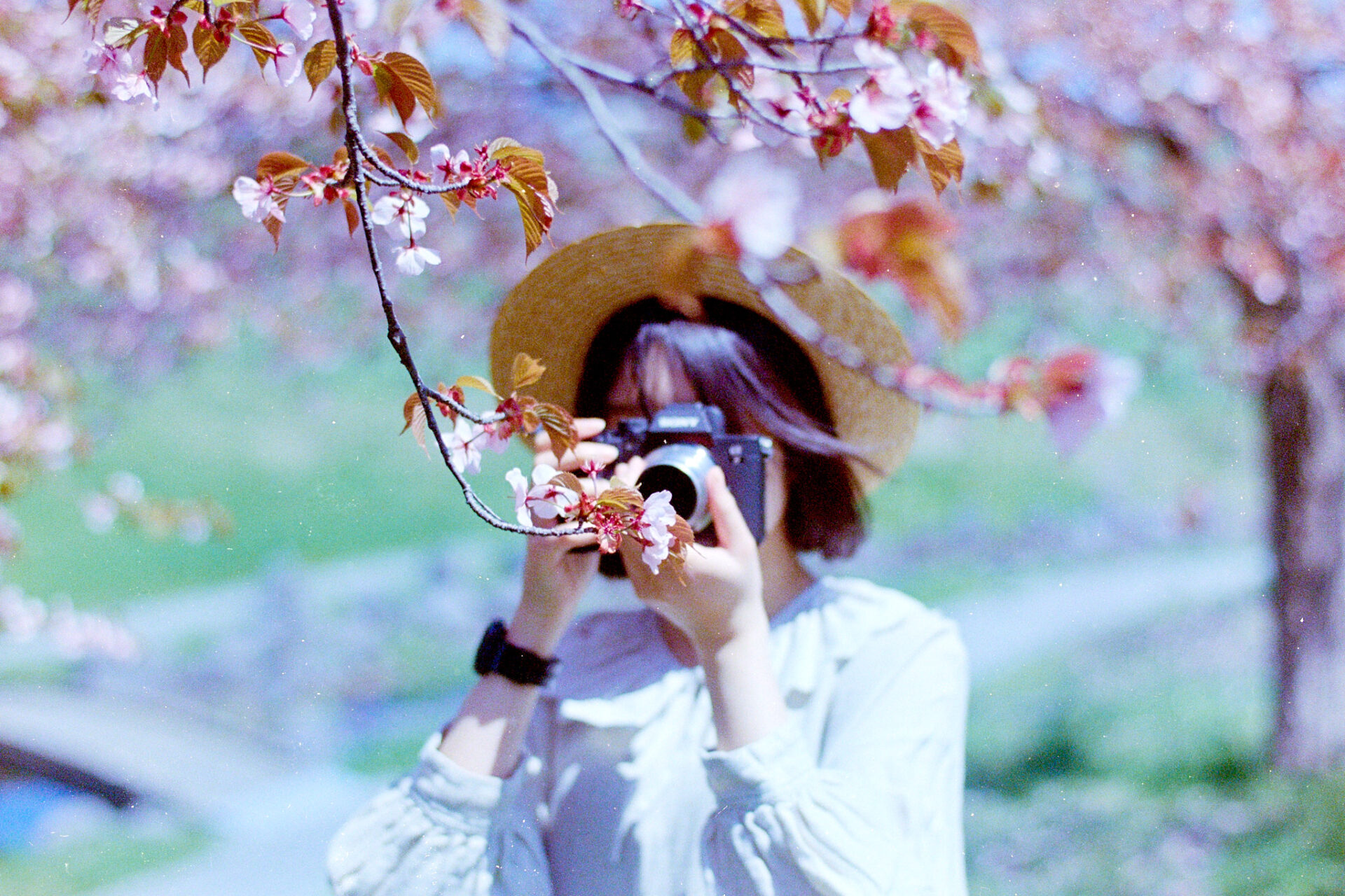 2026-05-12 八木さん桜撮影 134 kodak UltaMax400