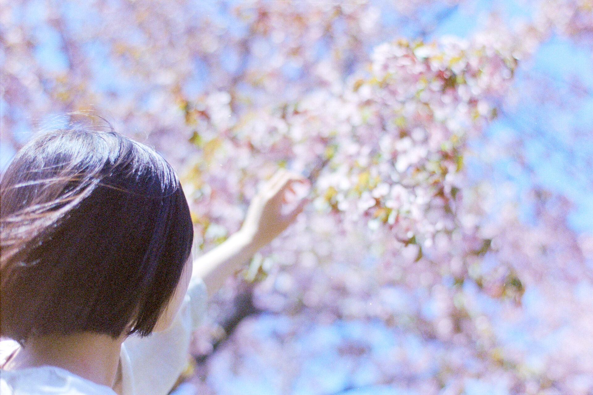 2026-05-12 八木さん桜撮影 158 kodak UltaMax400