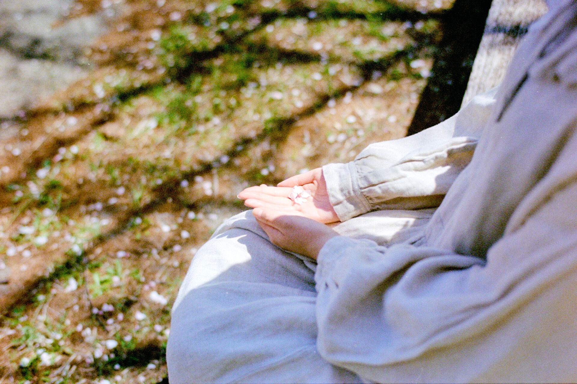 2026-05-12 八木さん桜撮影 173 kodak UltaMax400