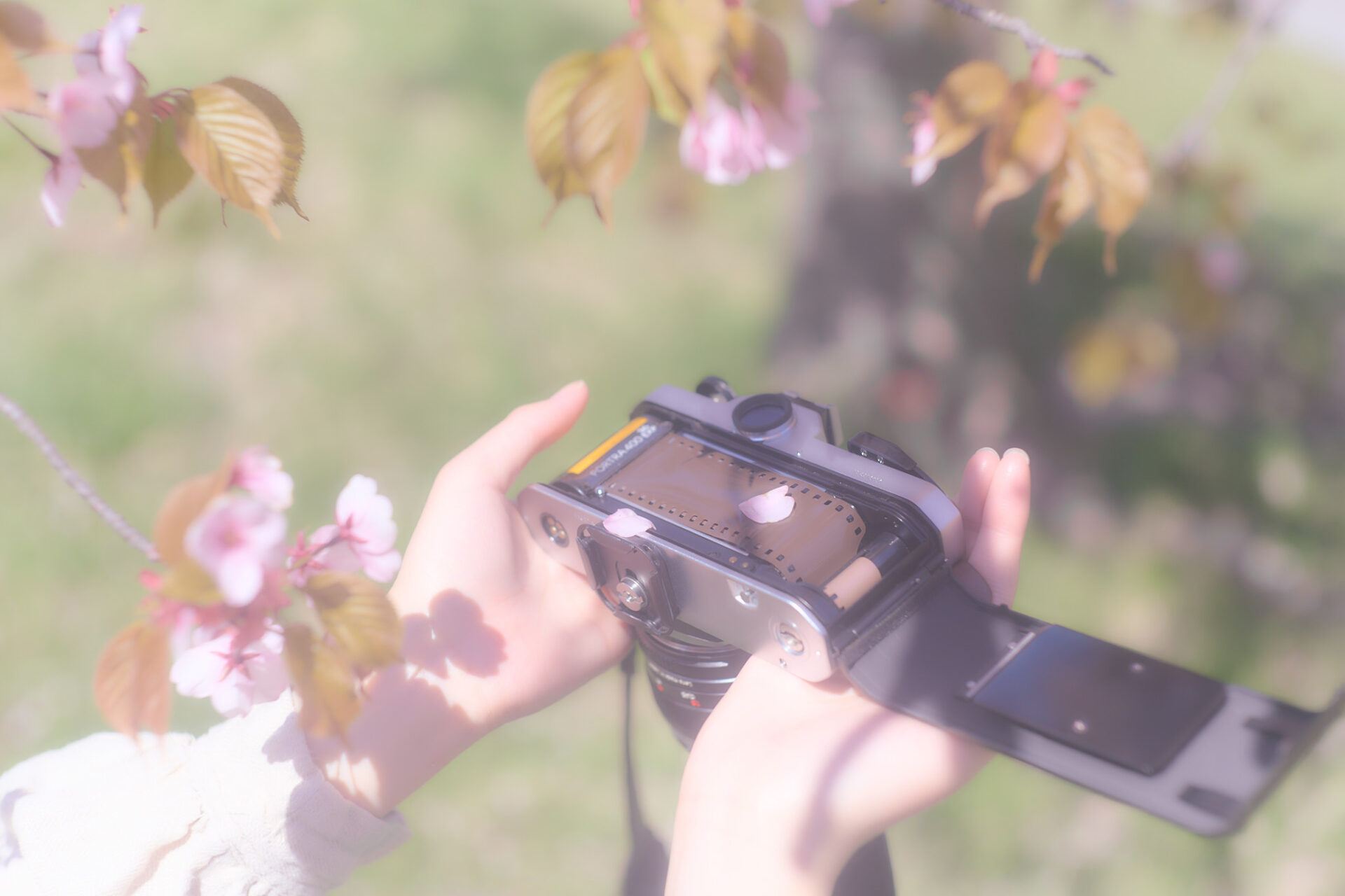 2026-05-12 八木さん桜撮影 26