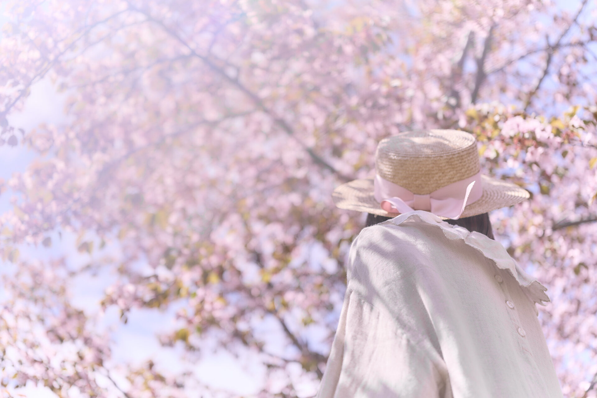 2026-05-12 八木さん桜撮影 46