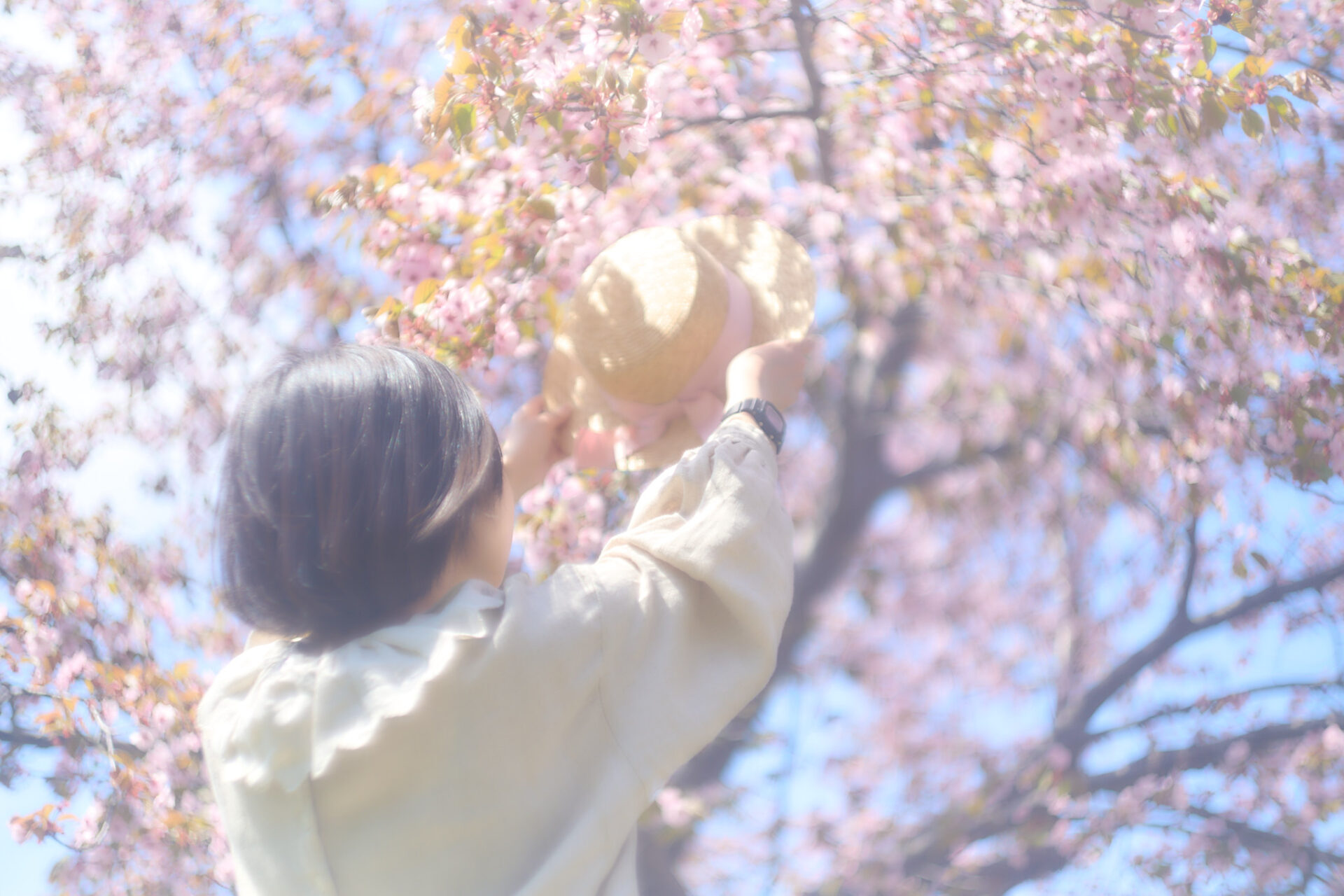 2026-05-12 八木さん桜撮影 56