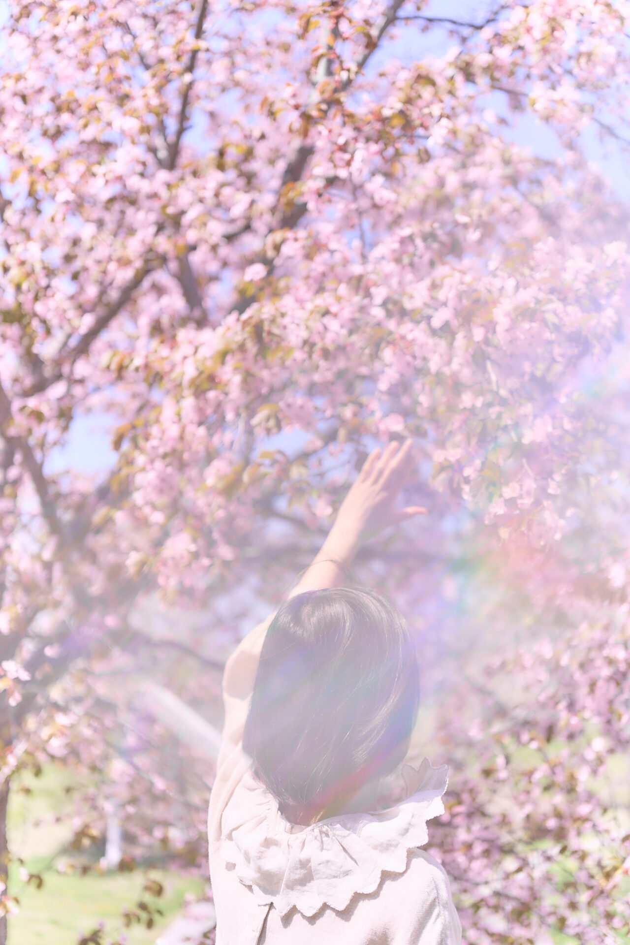 2026-05-12 八木さん桜撮影 107