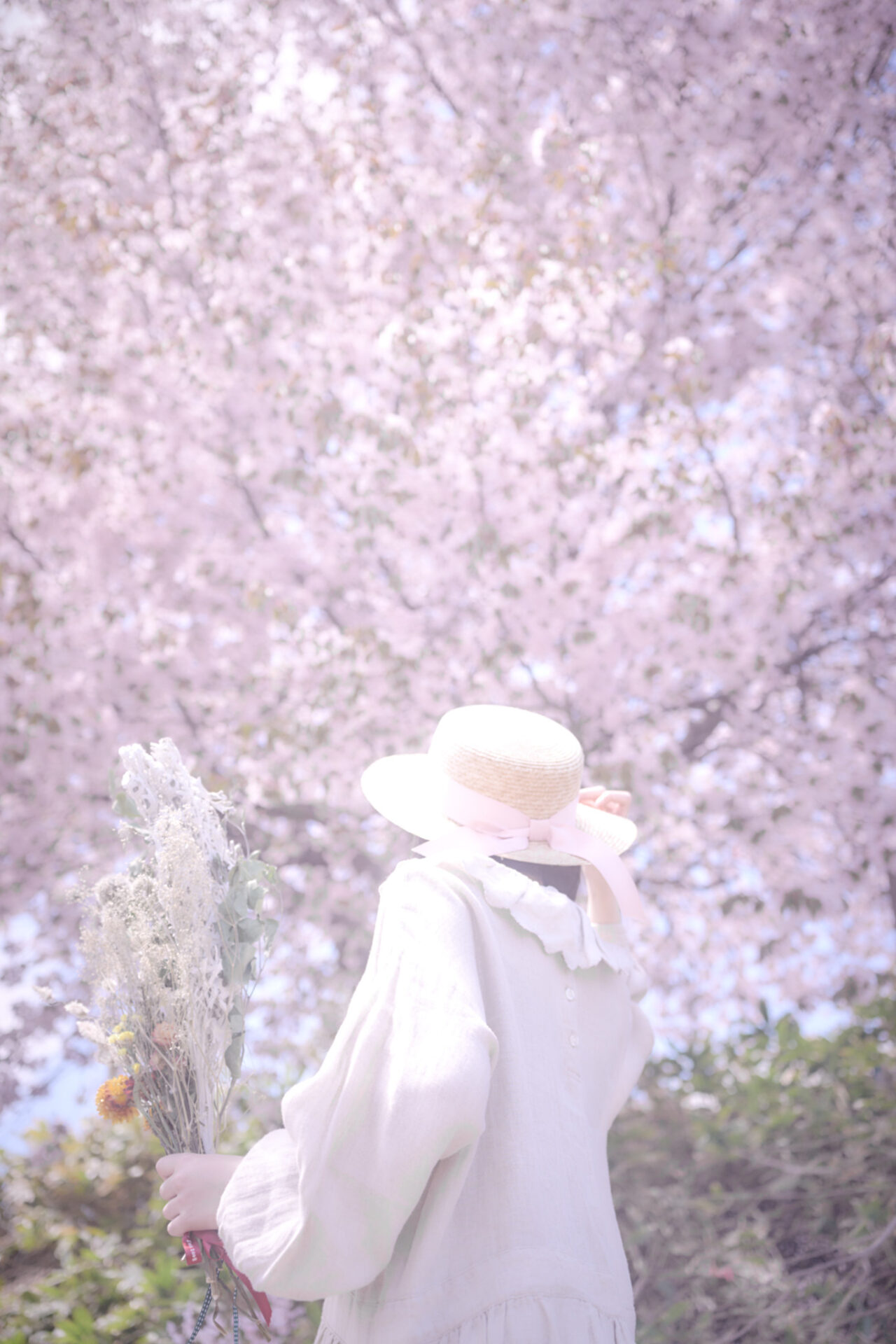 2026-05-12 八木さん桜撮影 114
