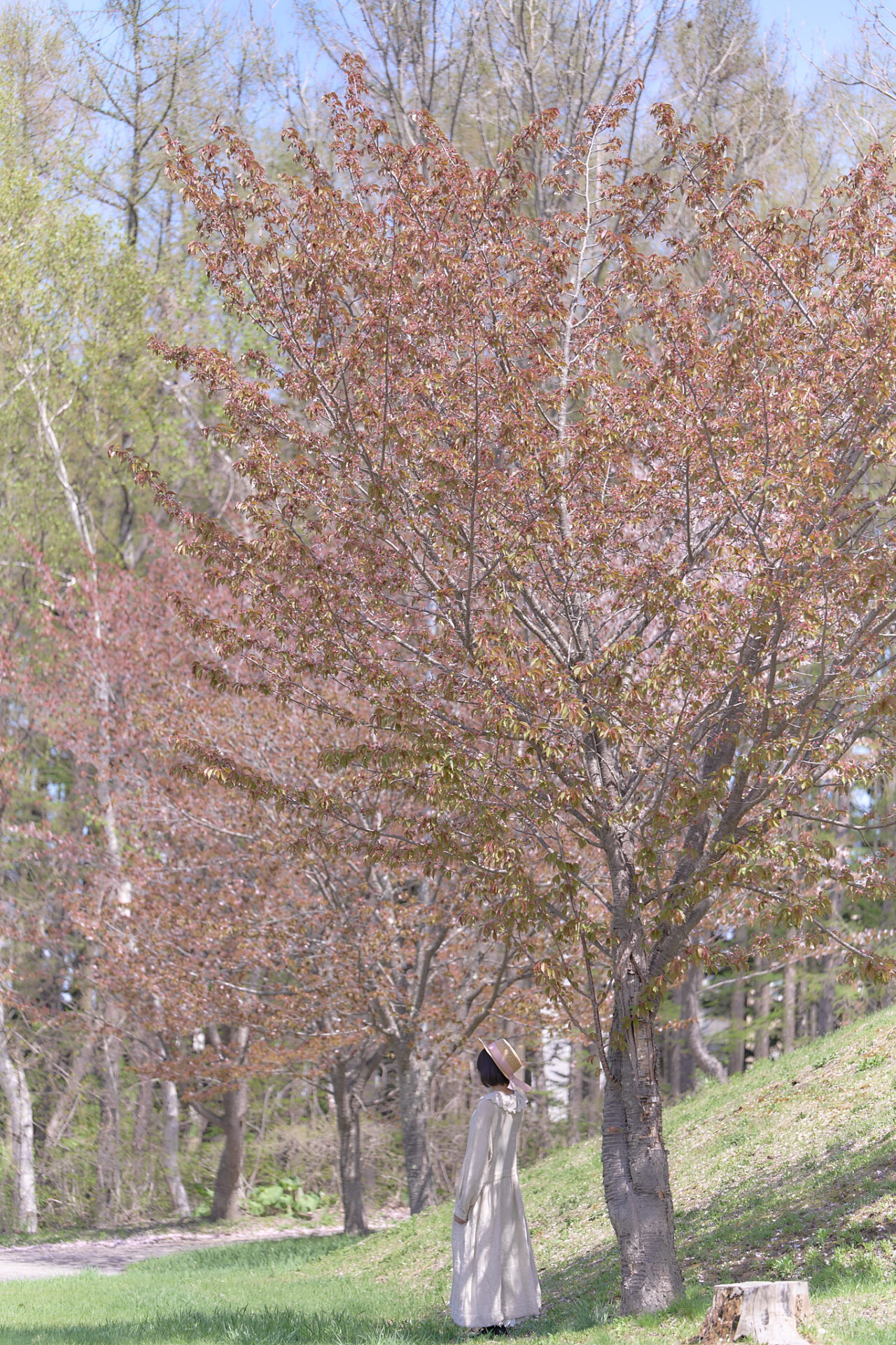 2026-05-12 八木さん桜撮影 129