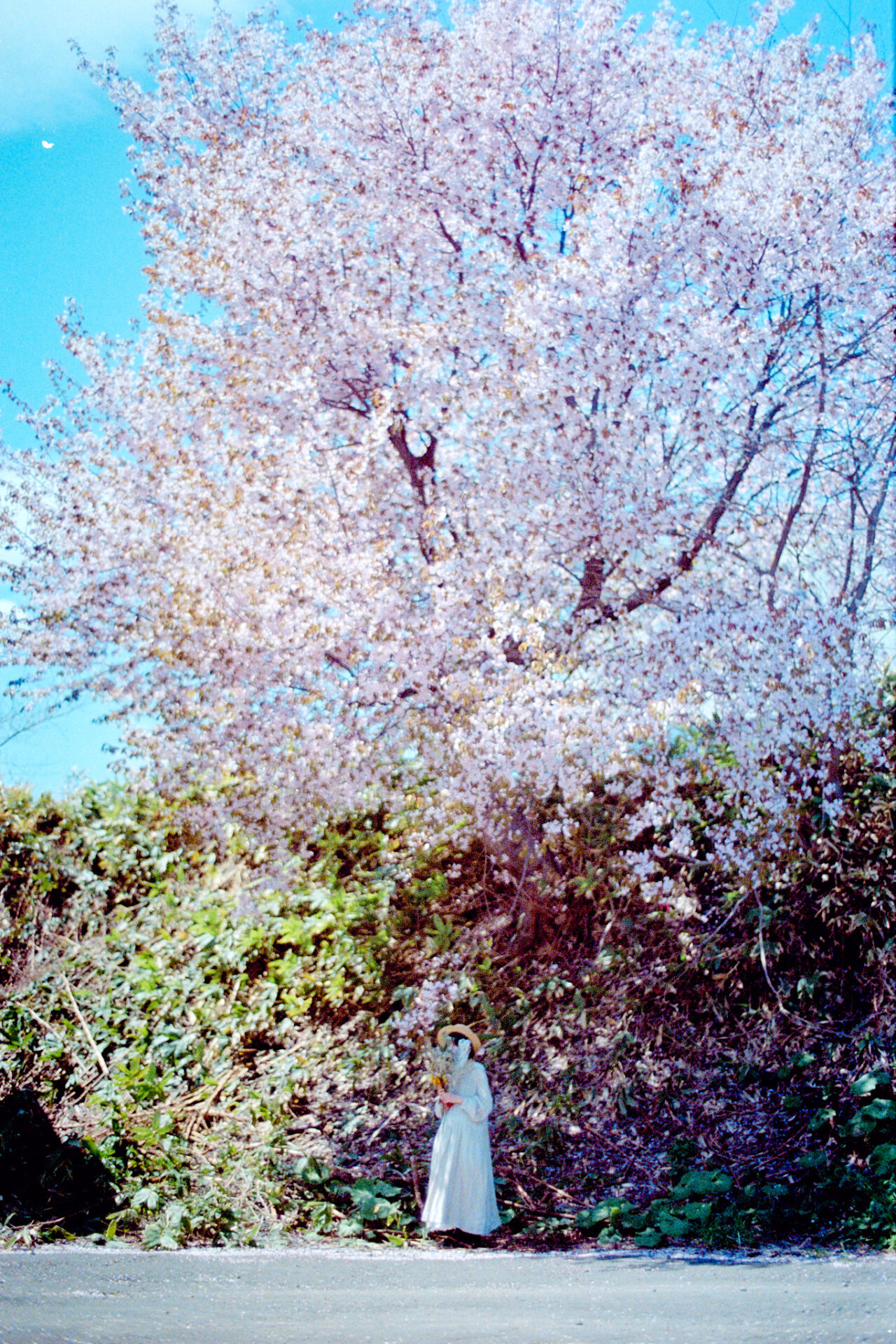 2026-05-12 八木さん桜撮影 163 kodak UltaMax400