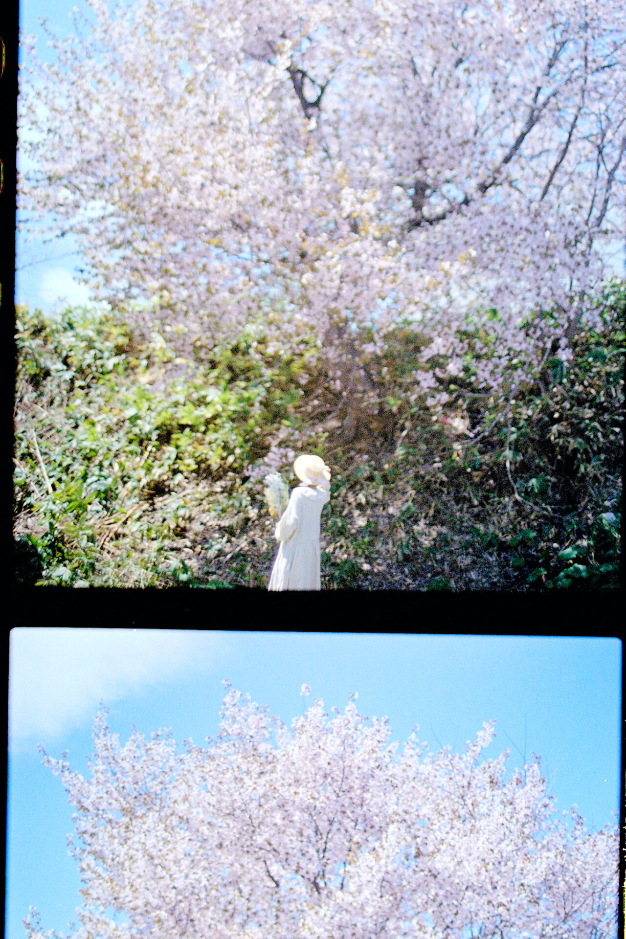 2026-05-12 八木さん桜撮影 186 kodak UltaMax400