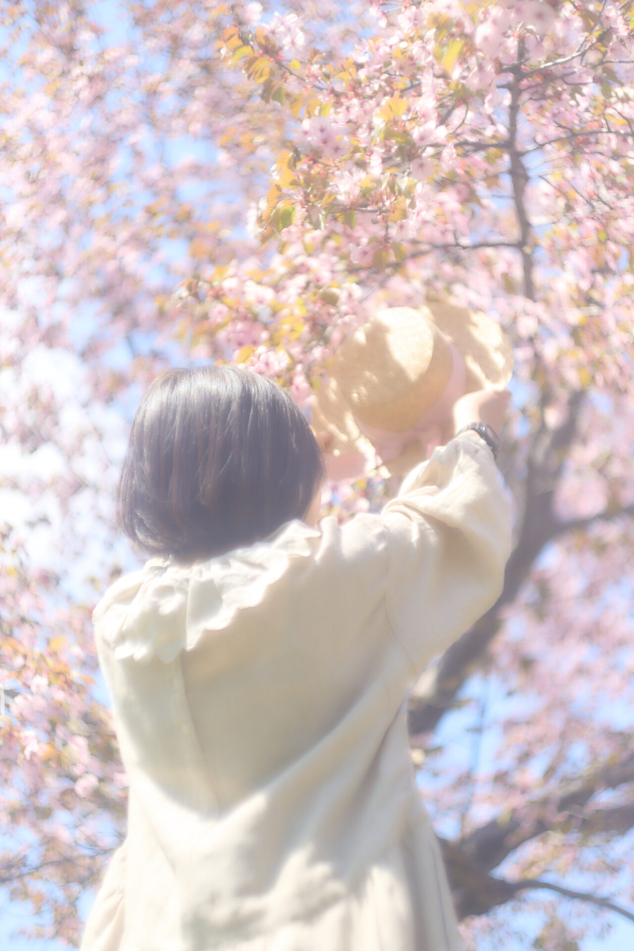 2026-05-12 八木さん桜撮影 54